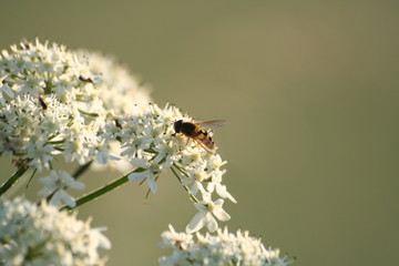 Schwebefliege von schräg oben