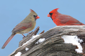 Northern Cardinals