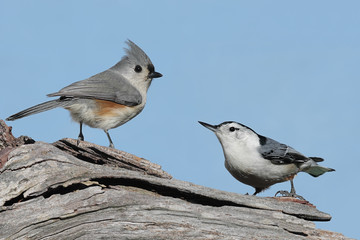 Two Birds On A Stump