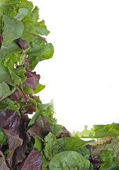 fresh lettuce in a frame on white background