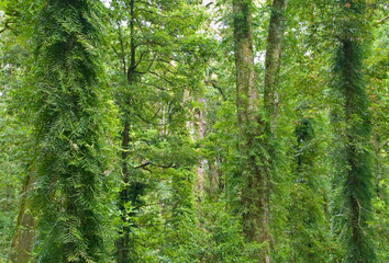 rainforest trees