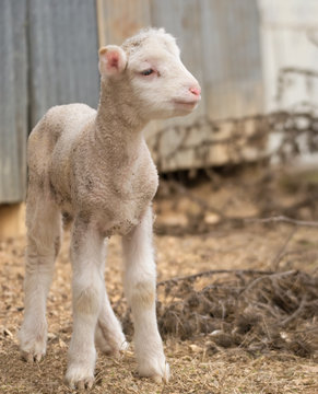 cute lamb on farm