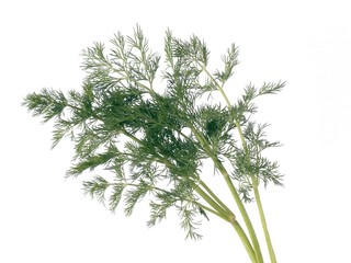 green dill