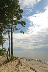 Obraz premium pines on the coast of the sea