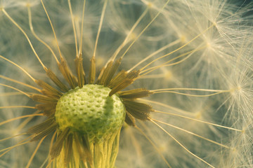 Pusteblume