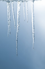 Bunch of real icicle in close focus - obrazy, fototapety, plakaty