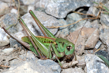cavalletta