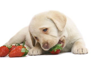 Puppy with a strawberry.