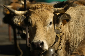 vache aubrac