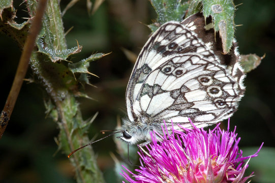 farfalla