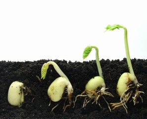 Germinating beans