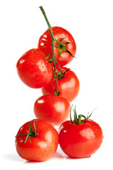 branch of tomato isolated over a white background