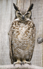 South American Great Horned Owl