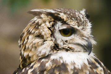 Ethiopian Eagle Owl