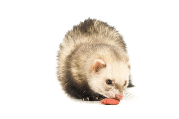 Ferret isolated on a white background eating