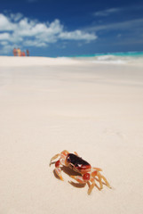 Crab on a beach