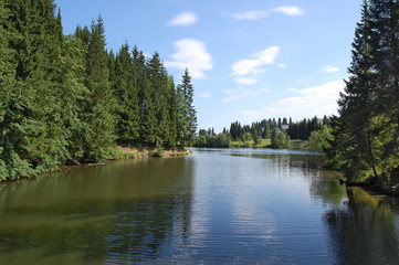 Wood landscape at the river