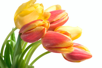 Obraz premium spring tulips