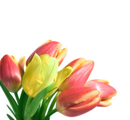 spring tulips