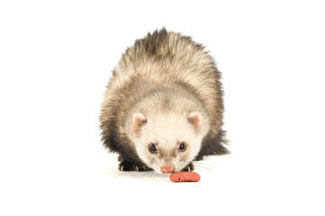 Ferret isolated on a white background eating
