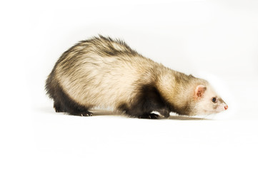 Ferret isolated on a white background walking