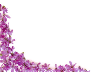 Fototapeta na wymiar purpurowe kwiaty