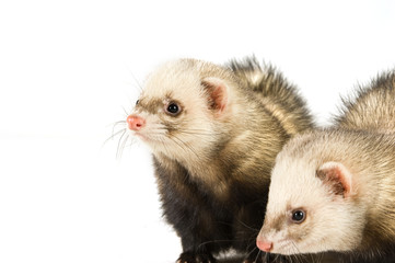 Ferrets isolated on a white background