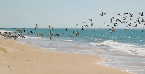 Obraz premium seabirds on Mauritania's beach