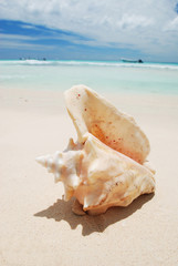 Obraz na płótnie Canvas Shell na Karaibach