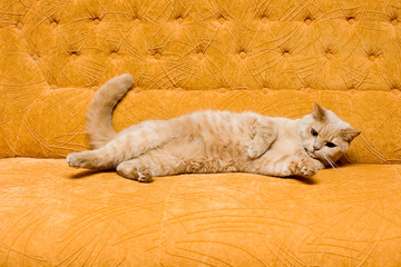 Cat on the sofa