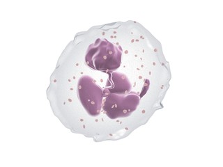 Neutrophil - Cell / White blood cell