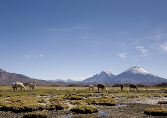 Bofédal dans les Andes
