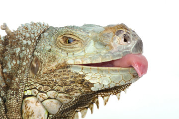Fototapeta premium iguana