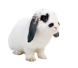 Rabbit in front of a white
