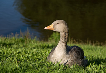 Greylag Goose