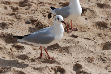 oiseau marin
