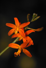 Fototapeta na wymiar Laelia flava Hybride, Orchideengewaechse, Orchidaceae