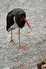 Storch