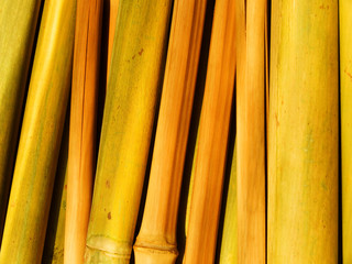 Bamboo stalks