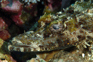 Crocodile fish
