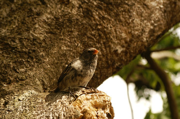 Galapagos Darwinfink