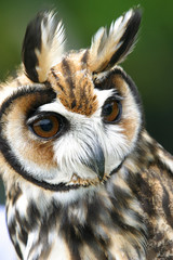 a earned owl  (Rhinoptynx clamator) on green background © Casa.da.Photo