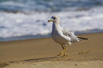 Seagull on the beach