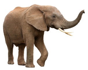 African Elephant Isolated on White - Powered by Adobe