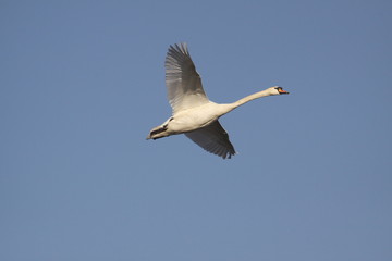 Fliegender Schwan