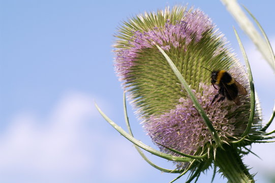 Wilde Karde bl&uuml;hend mit Hummel