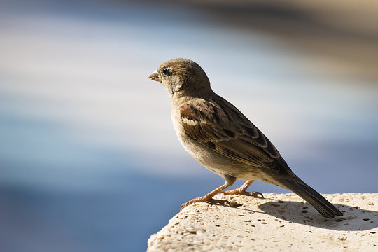 Sparrow