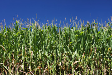 Fototapeta premium corn field