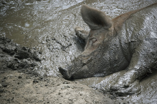 Фото свиньи в грязи