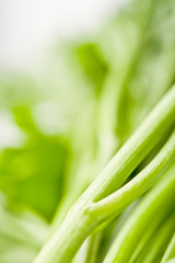 Obraz premium green parsley background